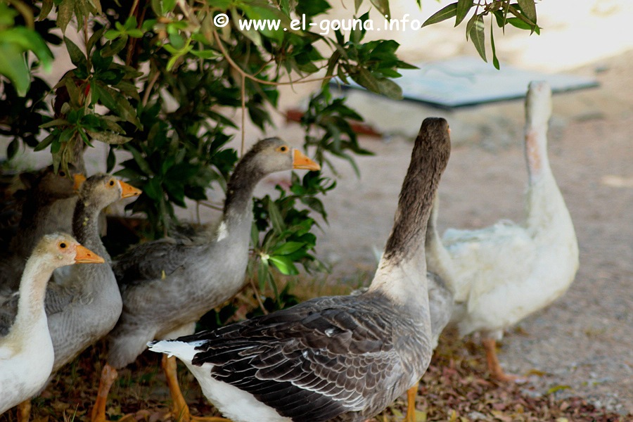 El Gouna Fishfarm 3667